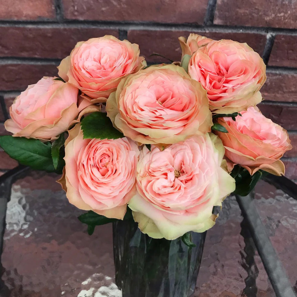 Kahala Ecuadorian Florist Shrub Rose