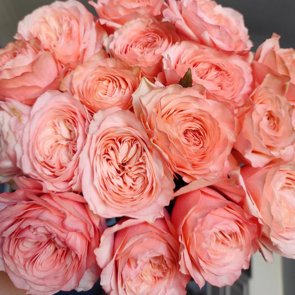 Kahala Ecuadorian Florist Shrub Rose