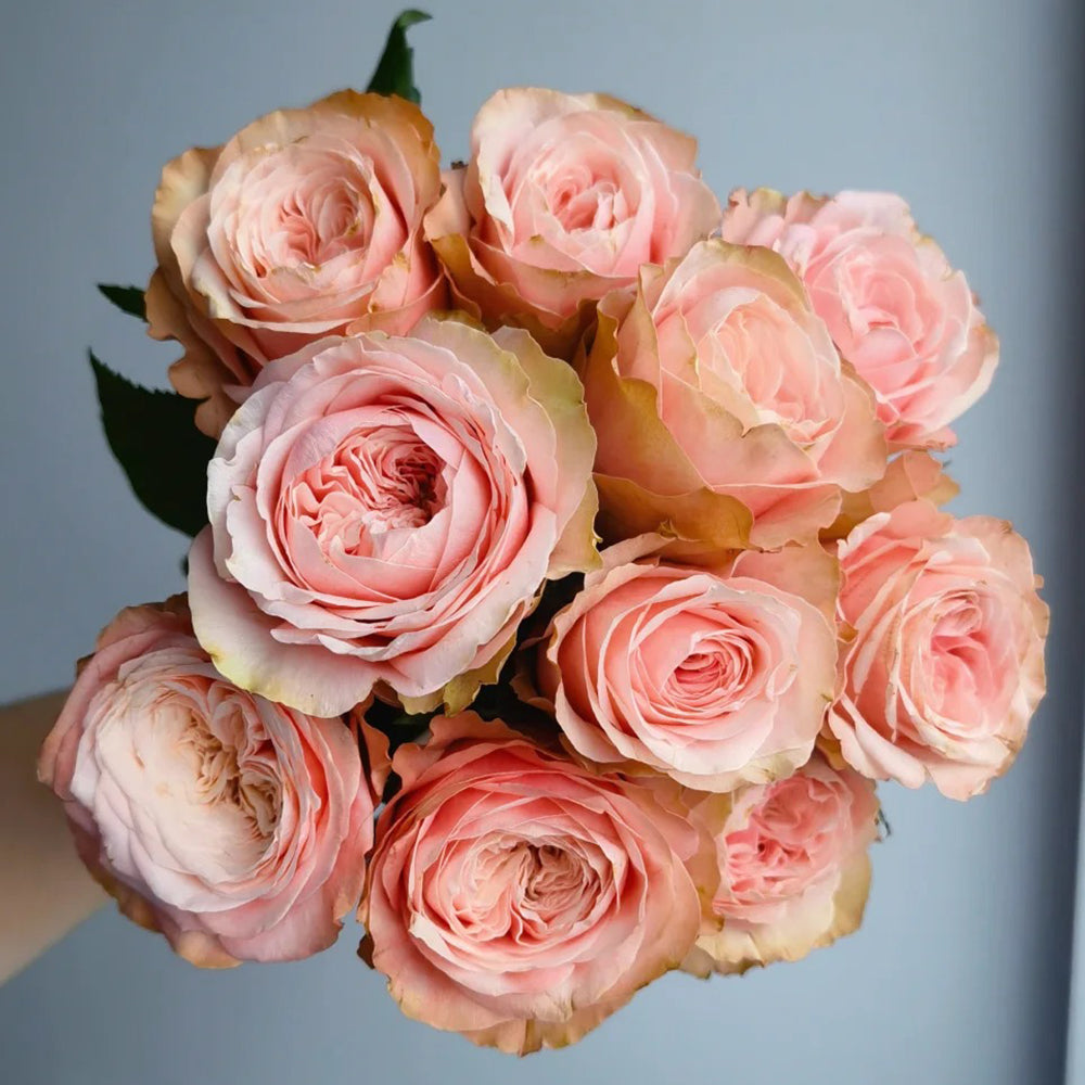 Kahala Ecuadorian Florist Shrub Rose