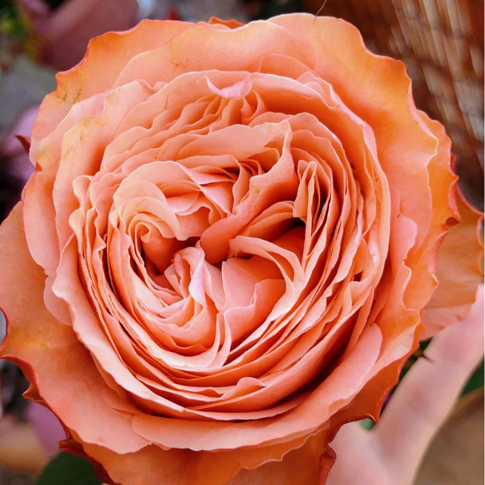 Kahala Ecuadorian Florist Shrub Rose