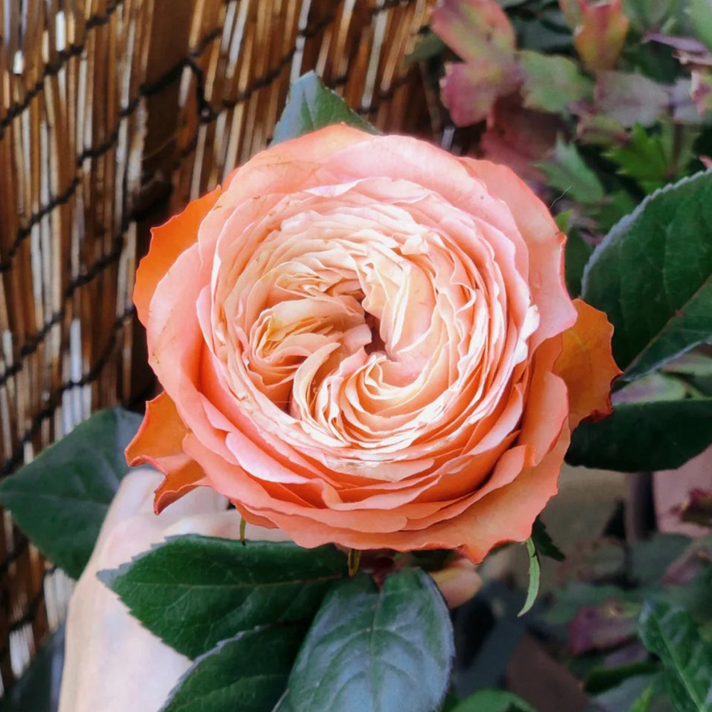 Kahala Ecuadorian Florist Shrub Rose