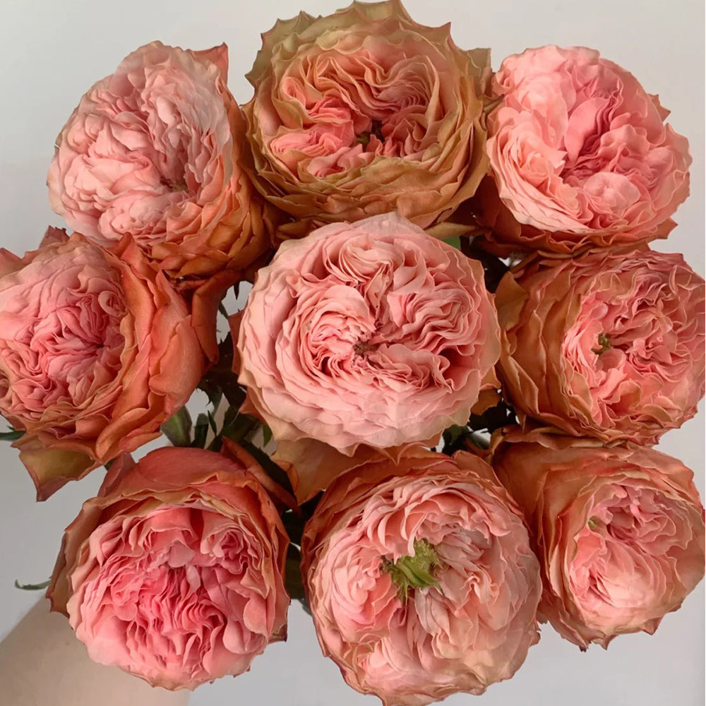 Kahala Ecuadorian Florist Shrub Rose