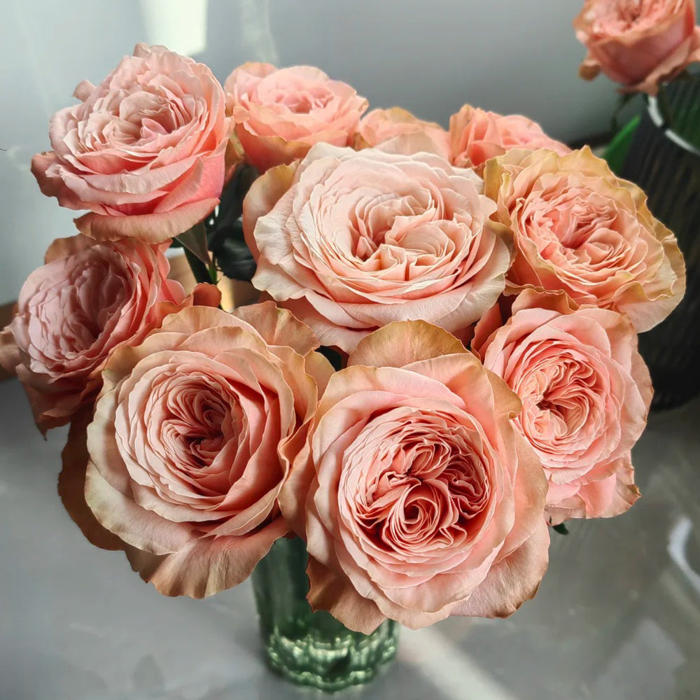 Kahala Ecuadorian Florist Shrub Rose