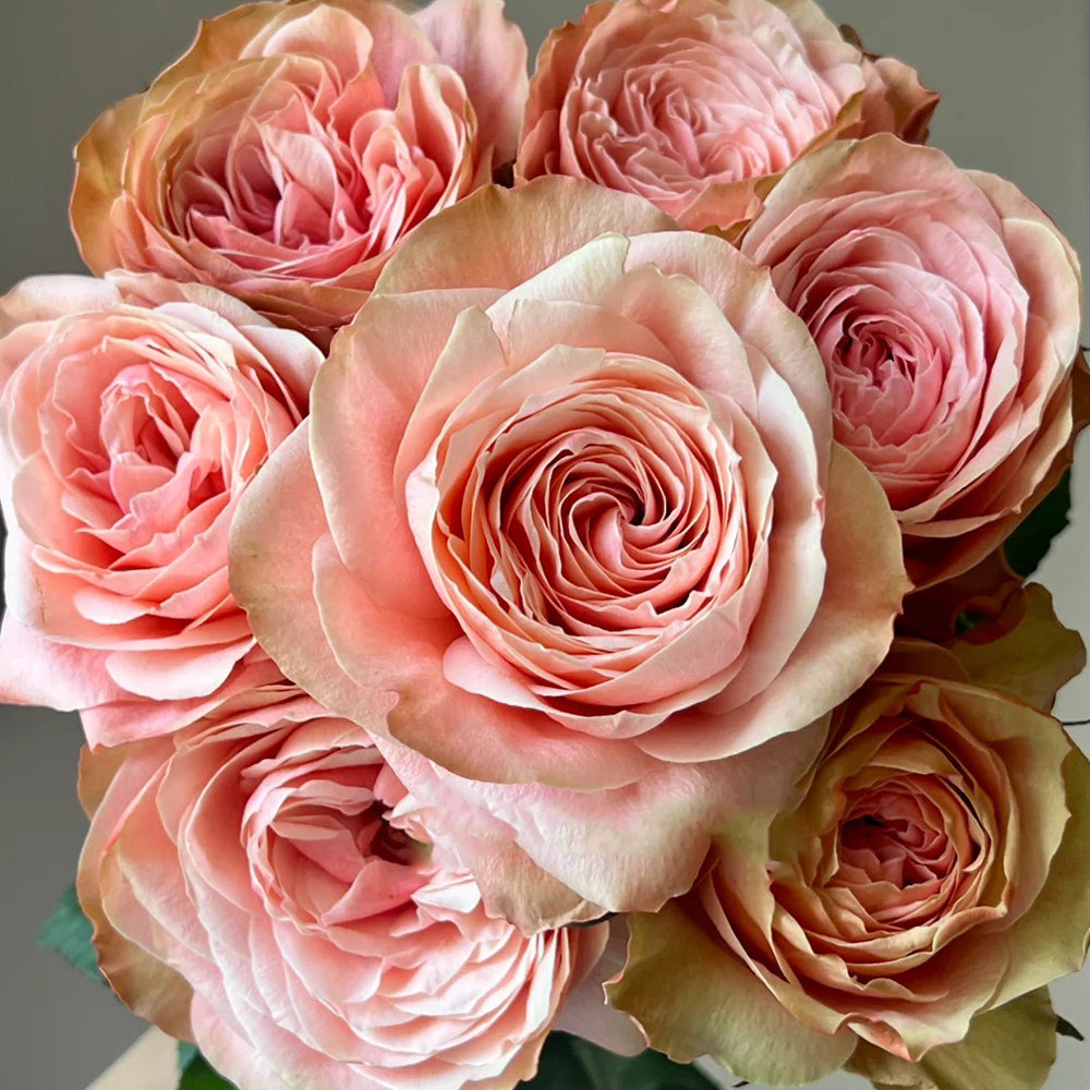Kahala Ecuadorian Florist Shrub Rose