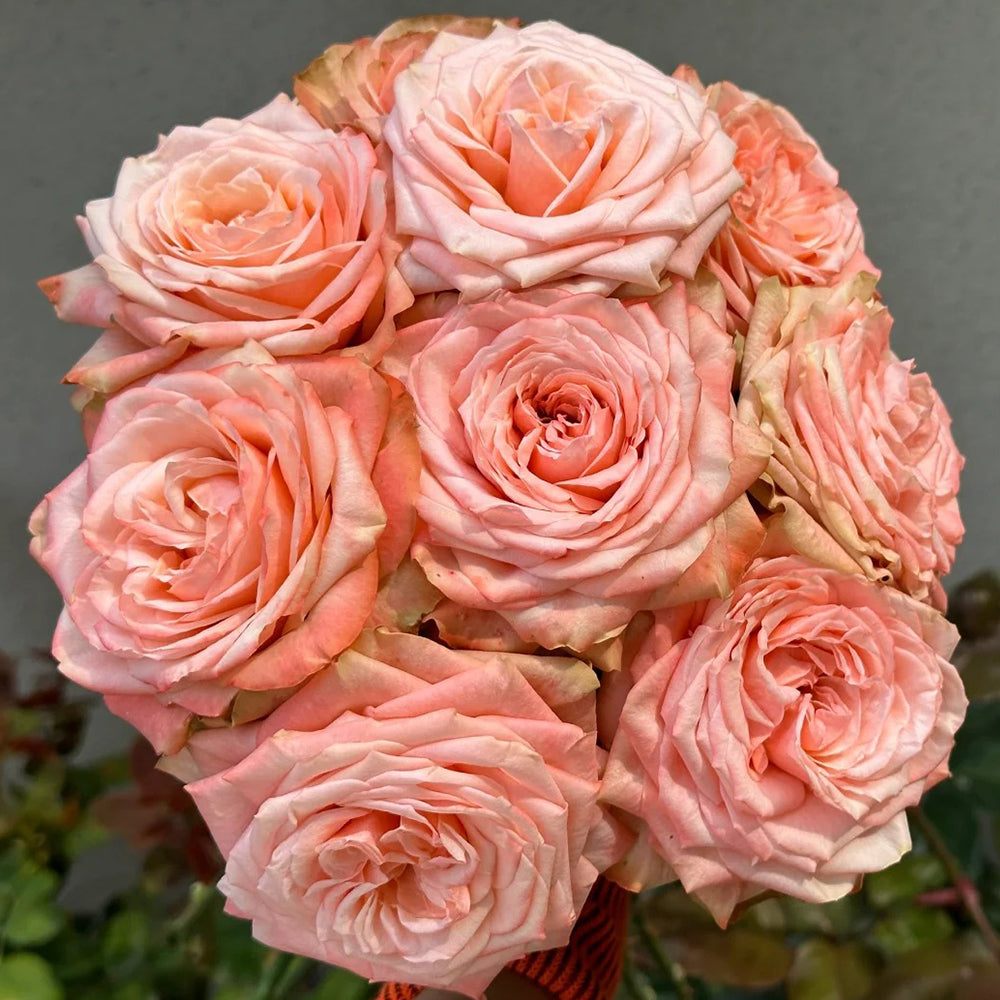 Kahala Ecuadorian Florist Shrub Rose