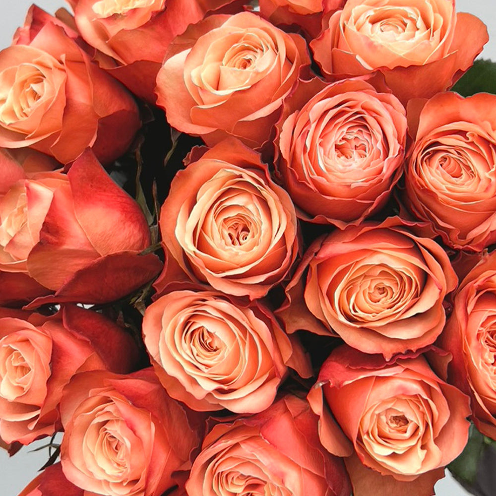 Kahala Ecuadorian Florist Shrub Rose
