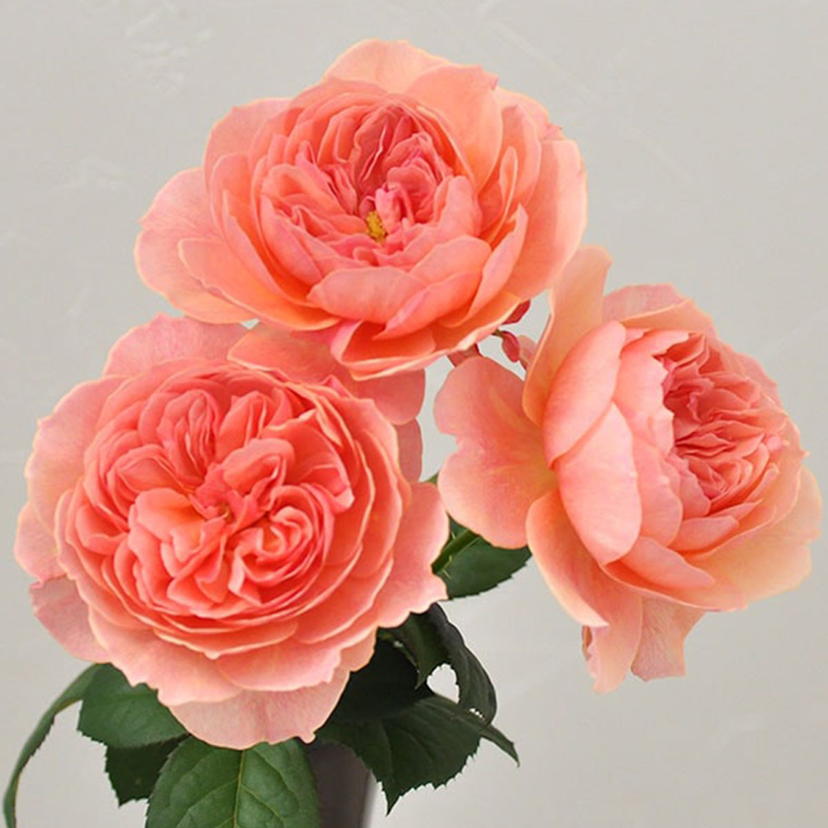 Kaori Kazari Japanese Garden Shrub Rose
