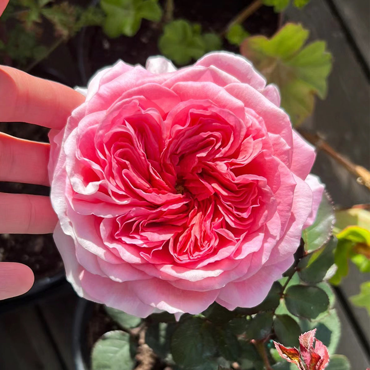 Kaori Kazari Japanese Garden Shrub Rose
