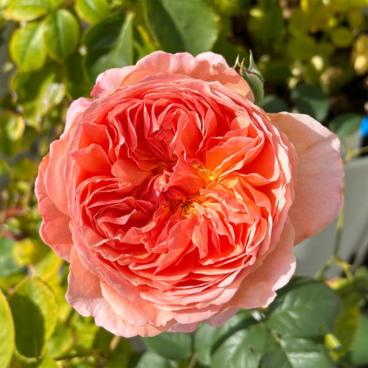 Kaori Kazari Japanese Garden Shrub Rose