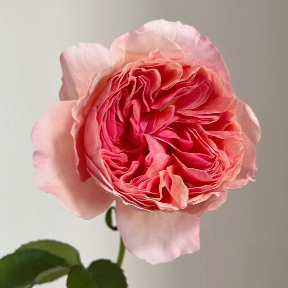 Kaori Kazari Japanese Garden Shrub Rose