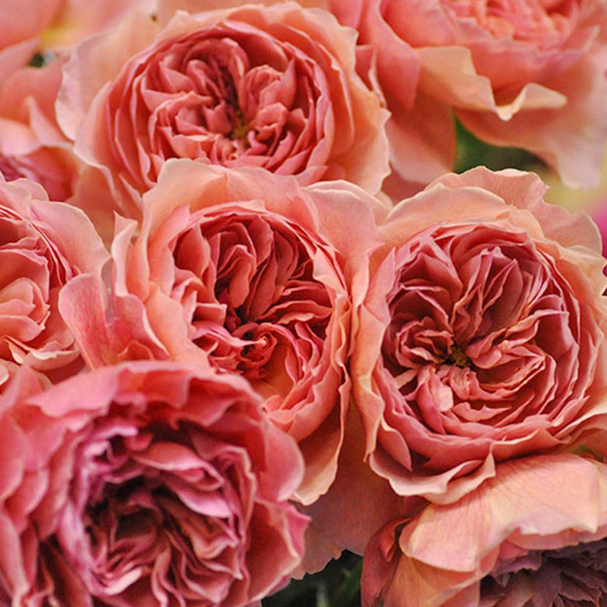 Kaori Kazari Japanese Garden Shrub Rose