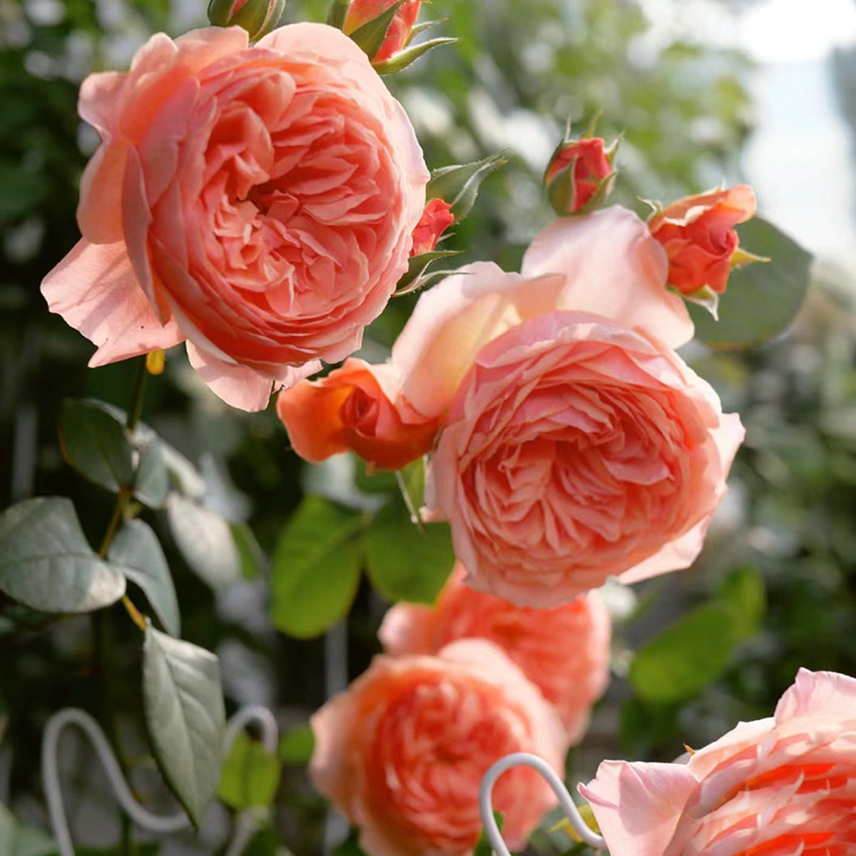 Kaori Kazari Japanese Garden Shrub Rose