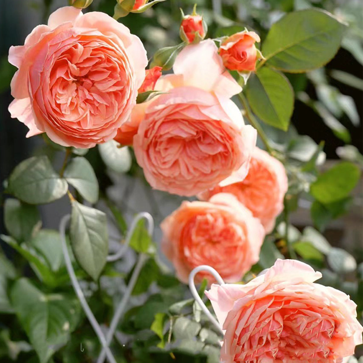 Kaori Kazari Japanese Garden Shrub Rose