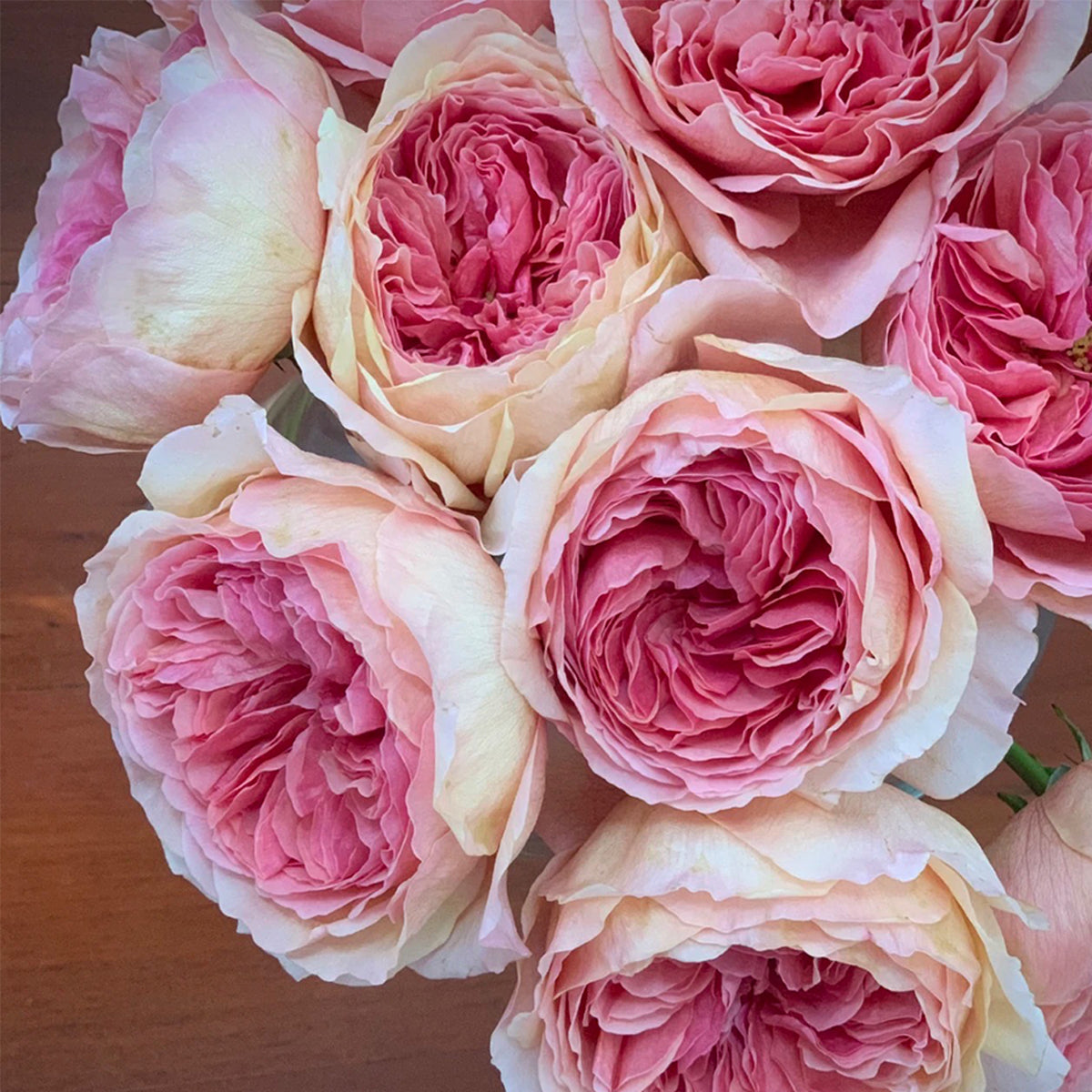 Kaori Kazari Japanese Garden Shrub Rose
