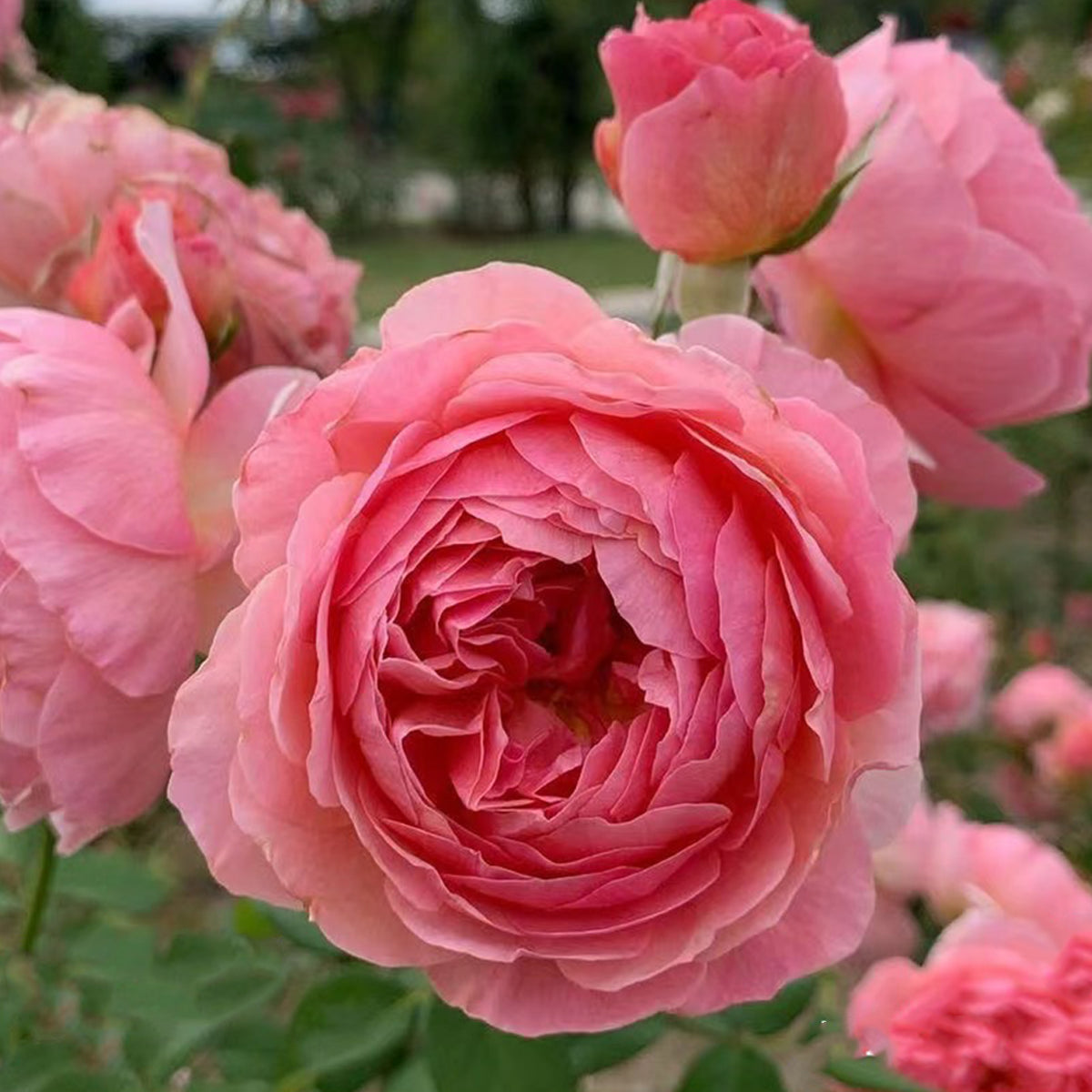 Kaori Kazari Japanese Garden Shrub Rose