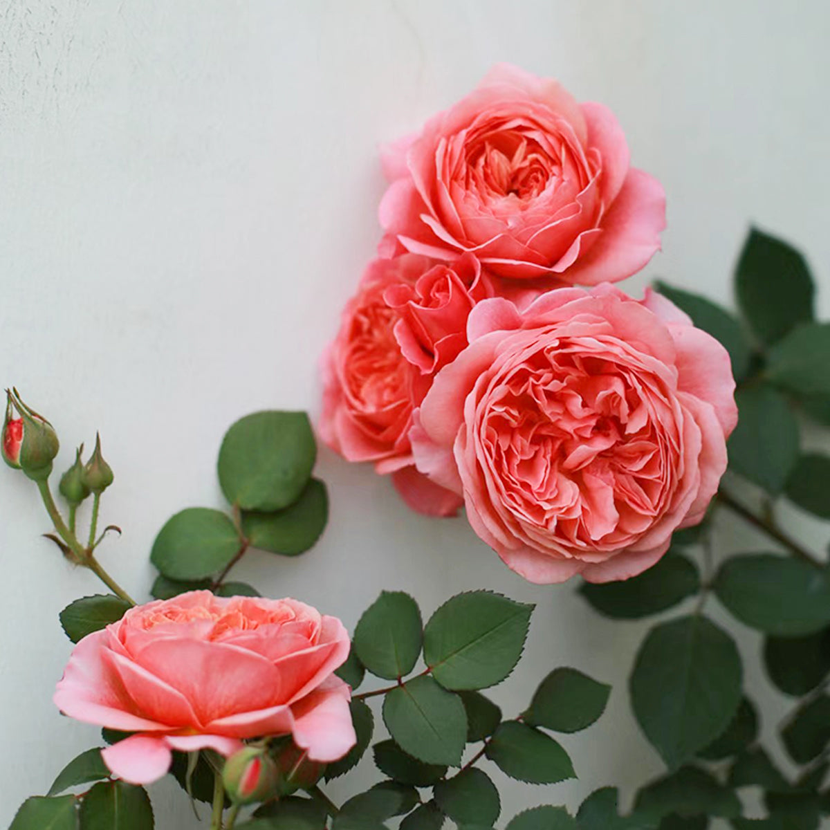 Kaori Kazari Japanese Garden Shrub Rose