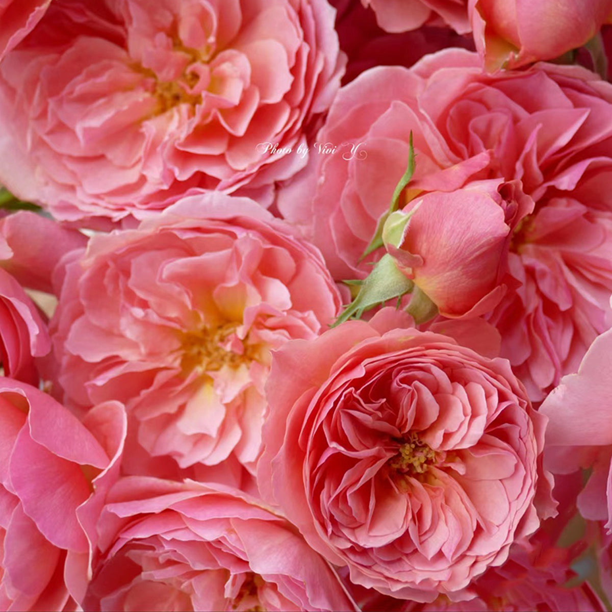 Kaori Kazari Japanese Garden Shrub Rose