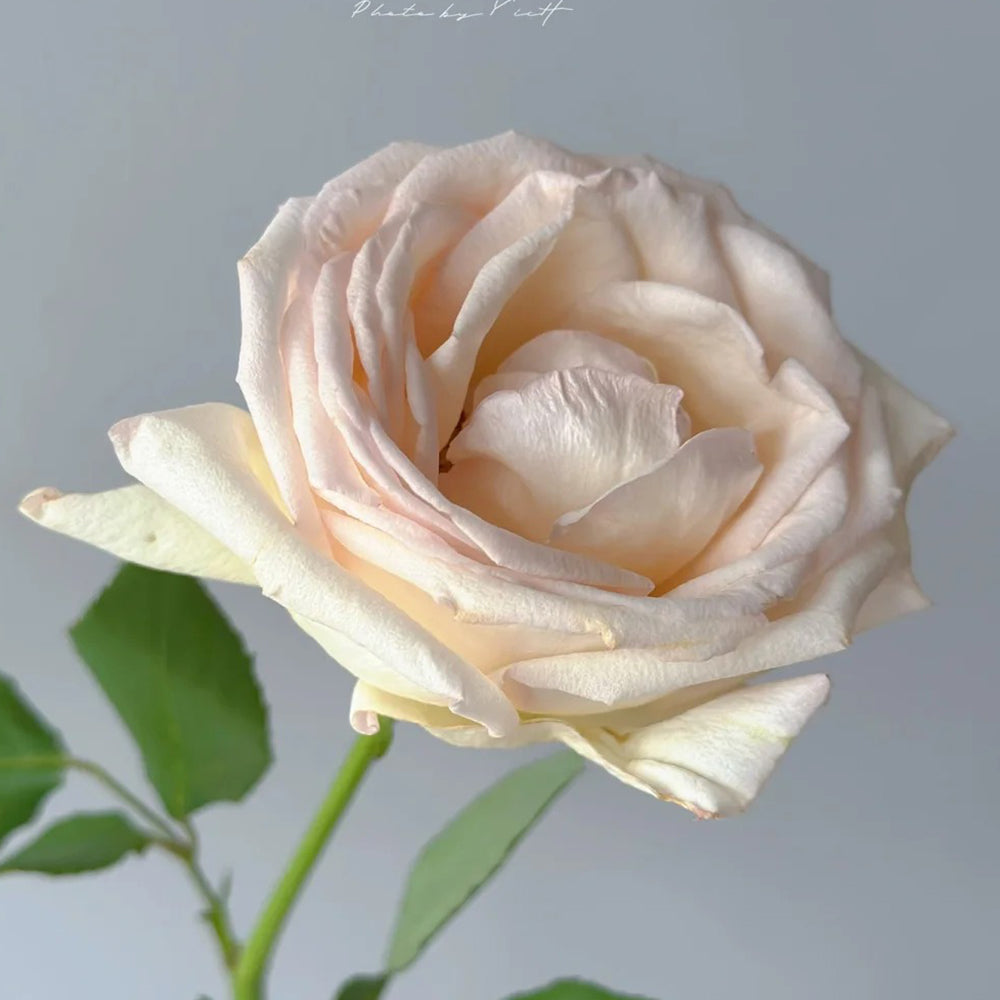 Kaoruno Japanese Florist Shrub Rose