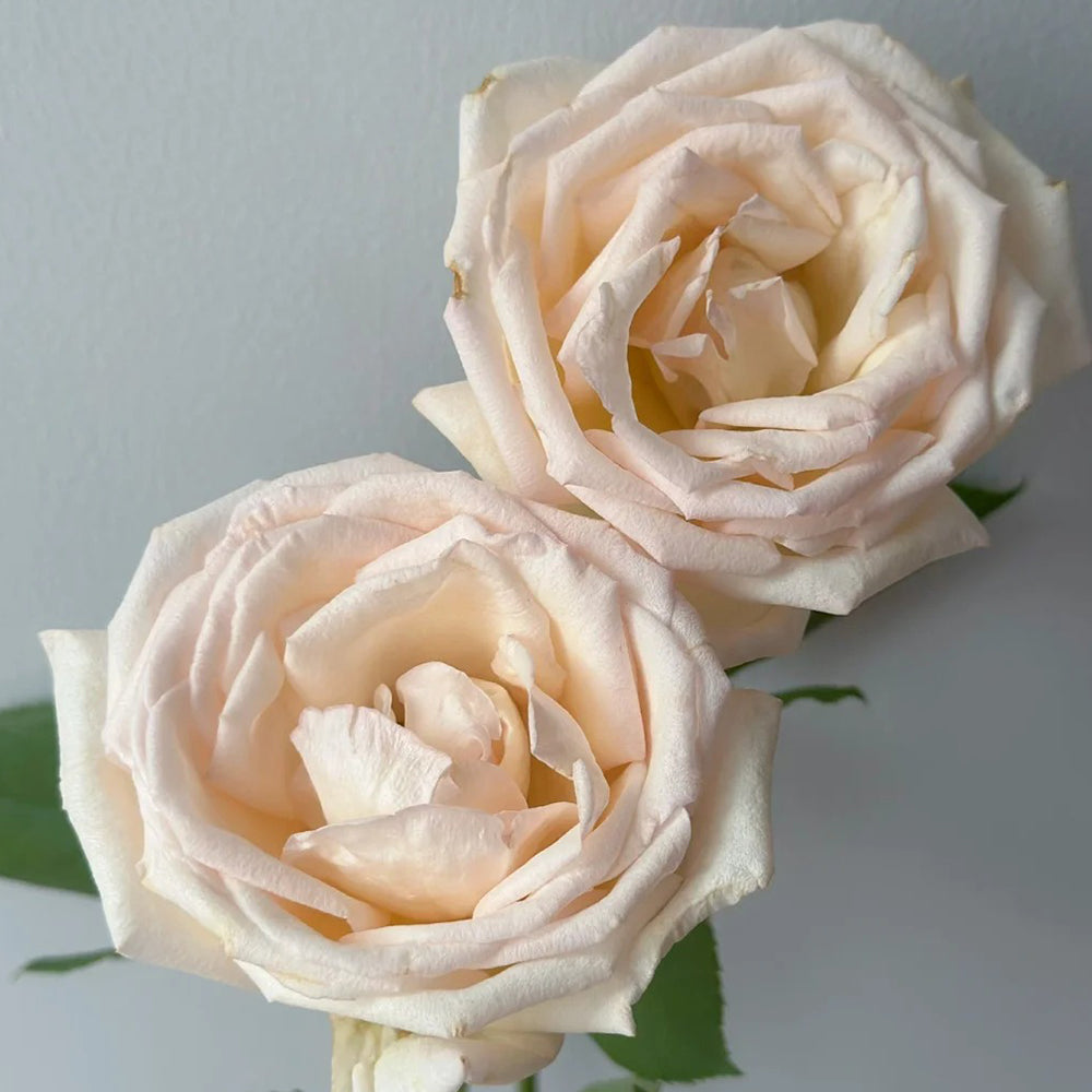 Kaoruno Japanese Florist Shrub Rose