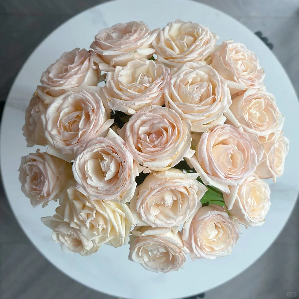 Kaoruno Japanese Florist Shrub Rose