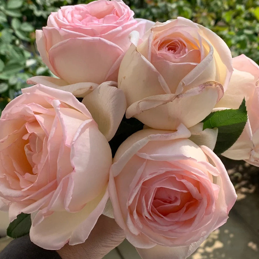Kaoruno Japanese Florist Shrub Rose