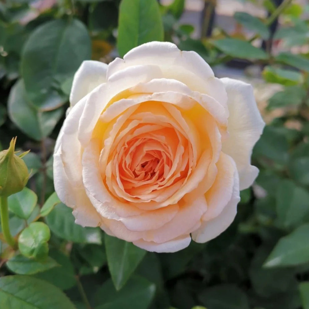 Kaoruno Japanese Florist Shrub Rose