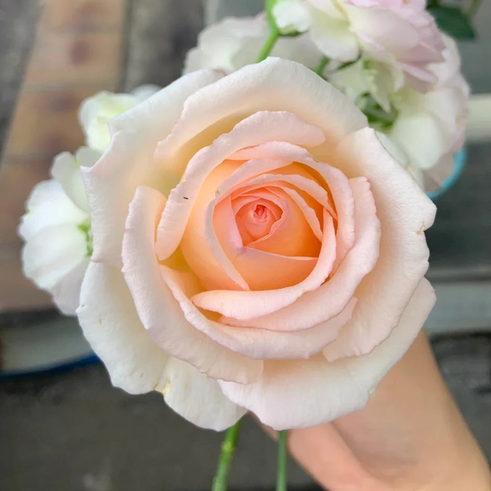 Kaoruno Japanese Florist Shrub Rose