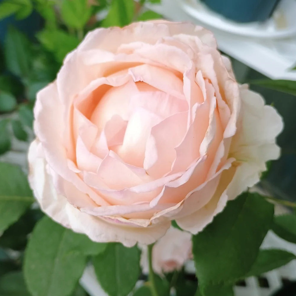 Kaoruno Japanese Florist Shrub Rose