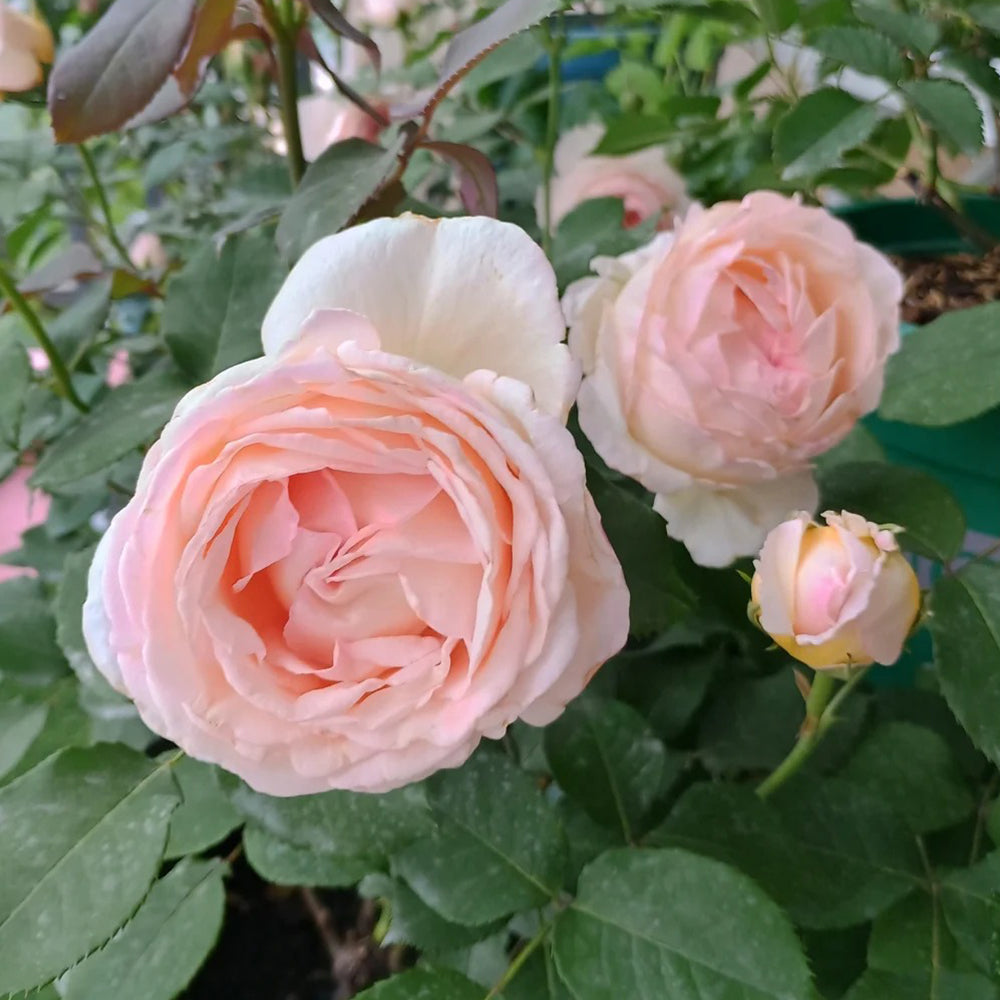 Kaoruno Japanese Florist Shrub Rose