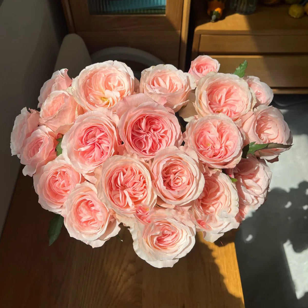 Katherine Dutch Florist Hyrbrid Tea Rose