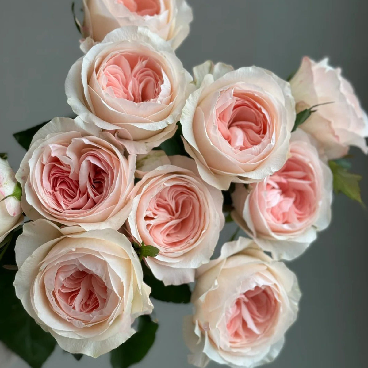 Katherine Dutch Florist Hyrbrid Tea Rose