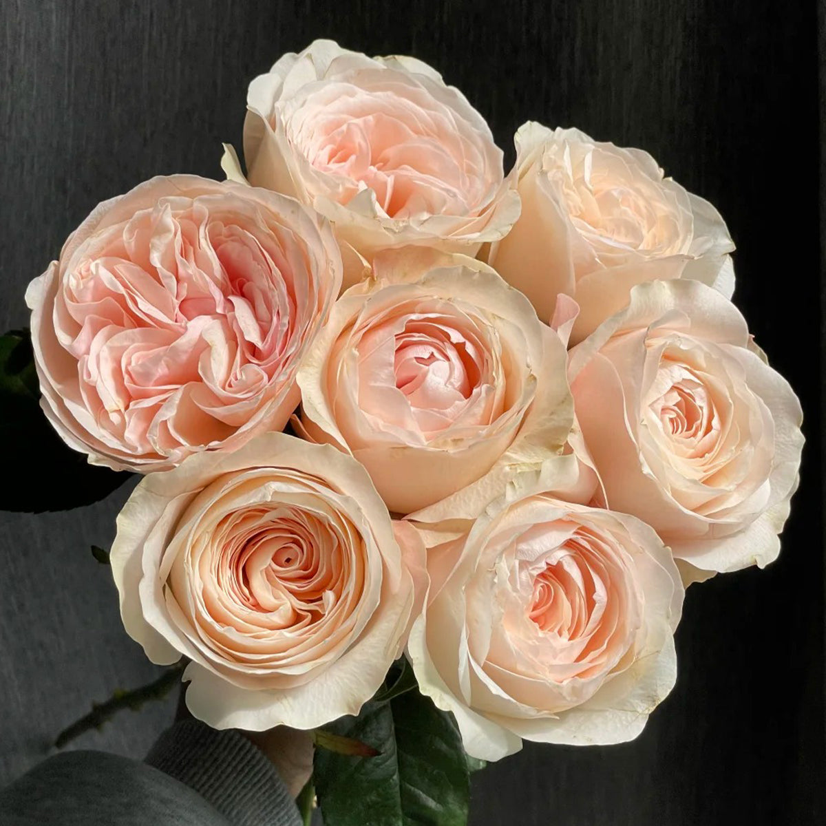 Katherine Dutch Florist Hyrbrid Tea Rose