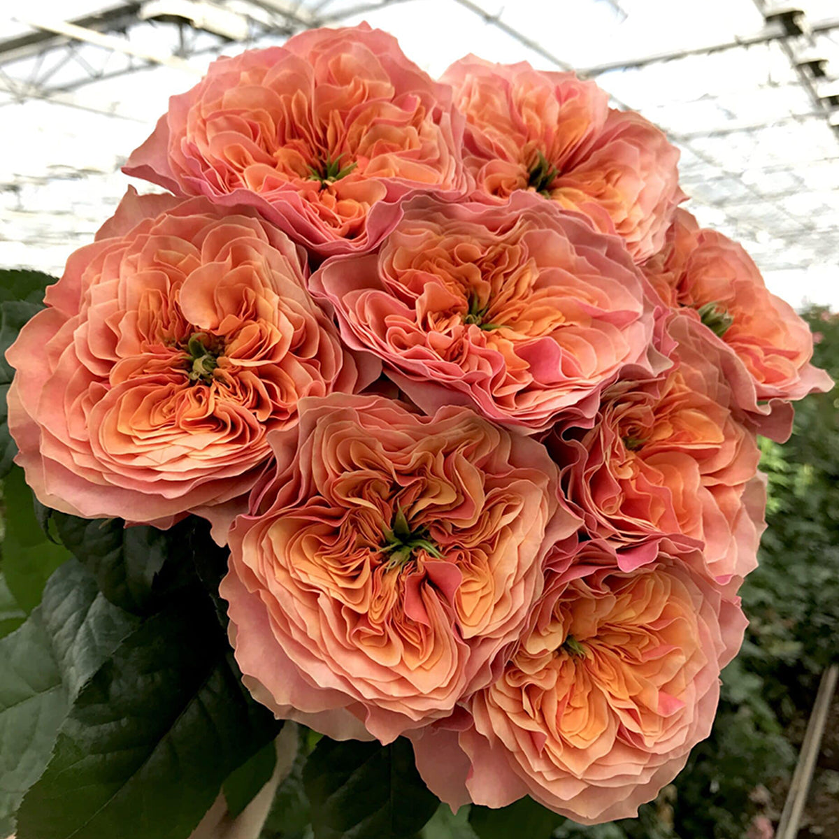 Dutch Florist Shrub Rose Inspired by Kensington Gardens