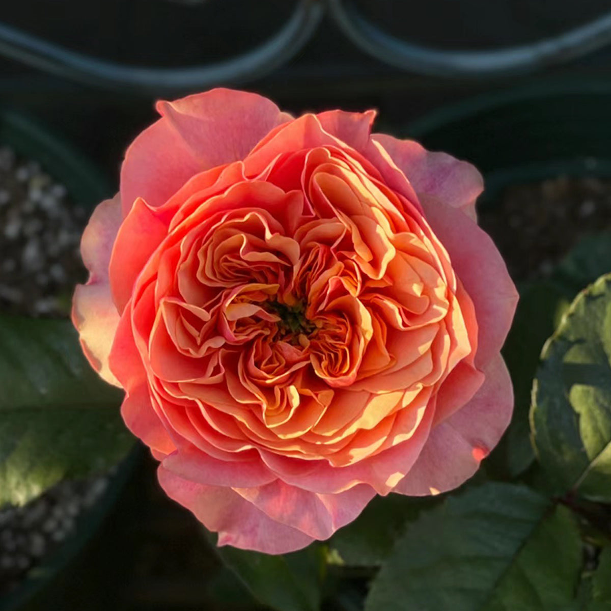 Dutch Florist Shrub Rose Inspired by Kensington Gardens