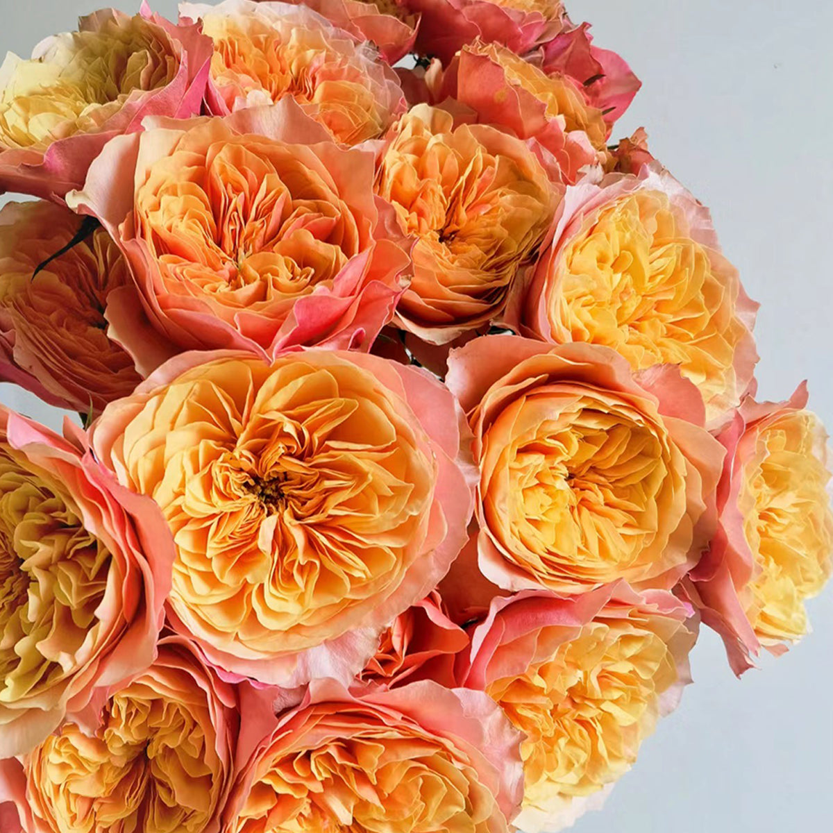 Dutch Florist Shrub Rose Inspired by Kensington Gardens