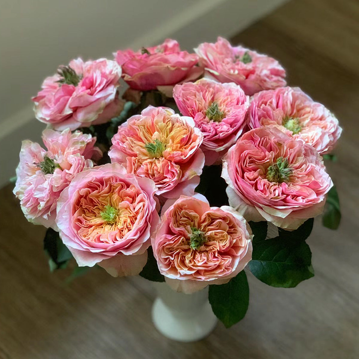 Dutch Florist Shrub Rose Inspired by Kensington Gardens