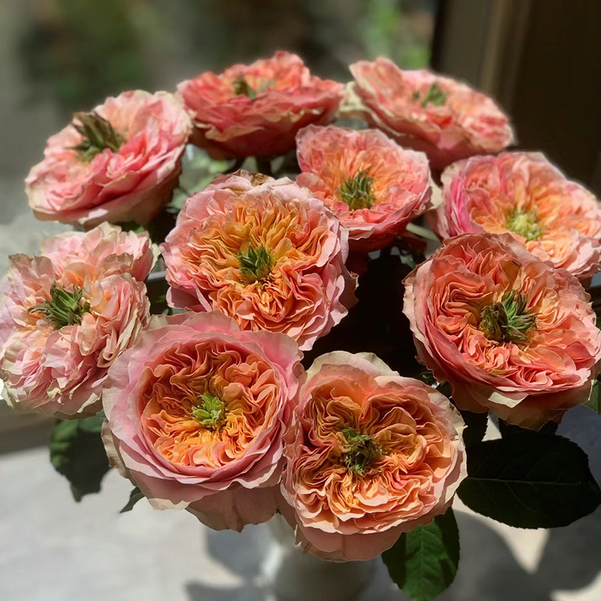 Dutch Florist Shrub Rose Inspired by Kensington Gardens