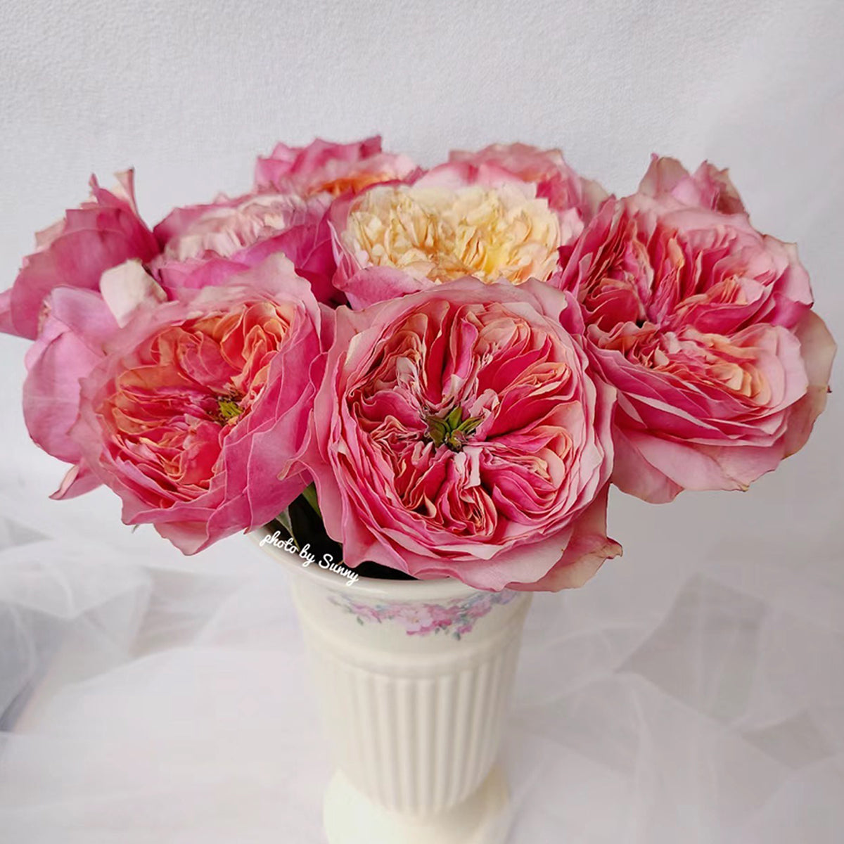 Dutch Florist Shrub Rose Inspired by Kensington Gardens