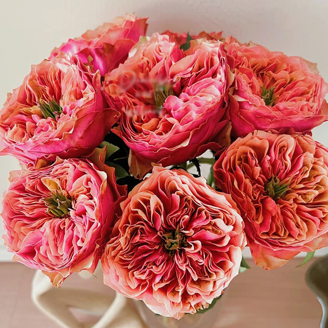 Dutch Florist Shrub Rose Inspired by Kensington Gardens