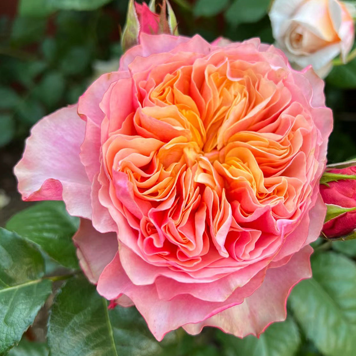 Dutch Florist Shrub Rose Inspired by Kensington Gardens