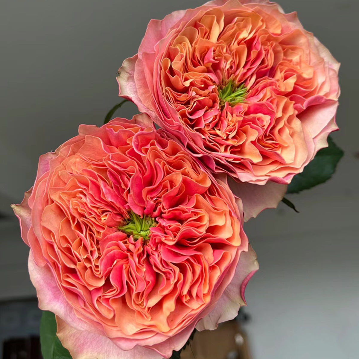 Dutch Florist Shrub Rose Inspired by Kensington Gardens