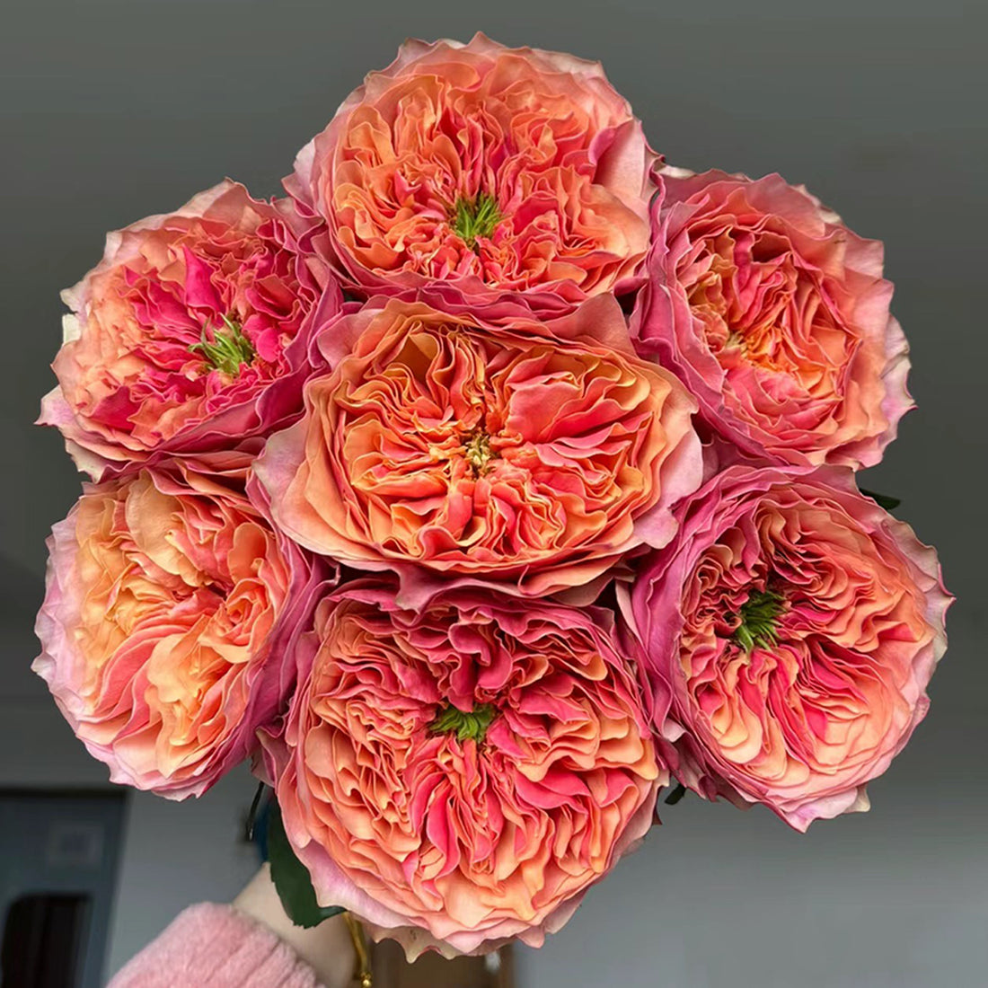 Dutch Florist Shrub Rose Inspired by Kensington Gardens