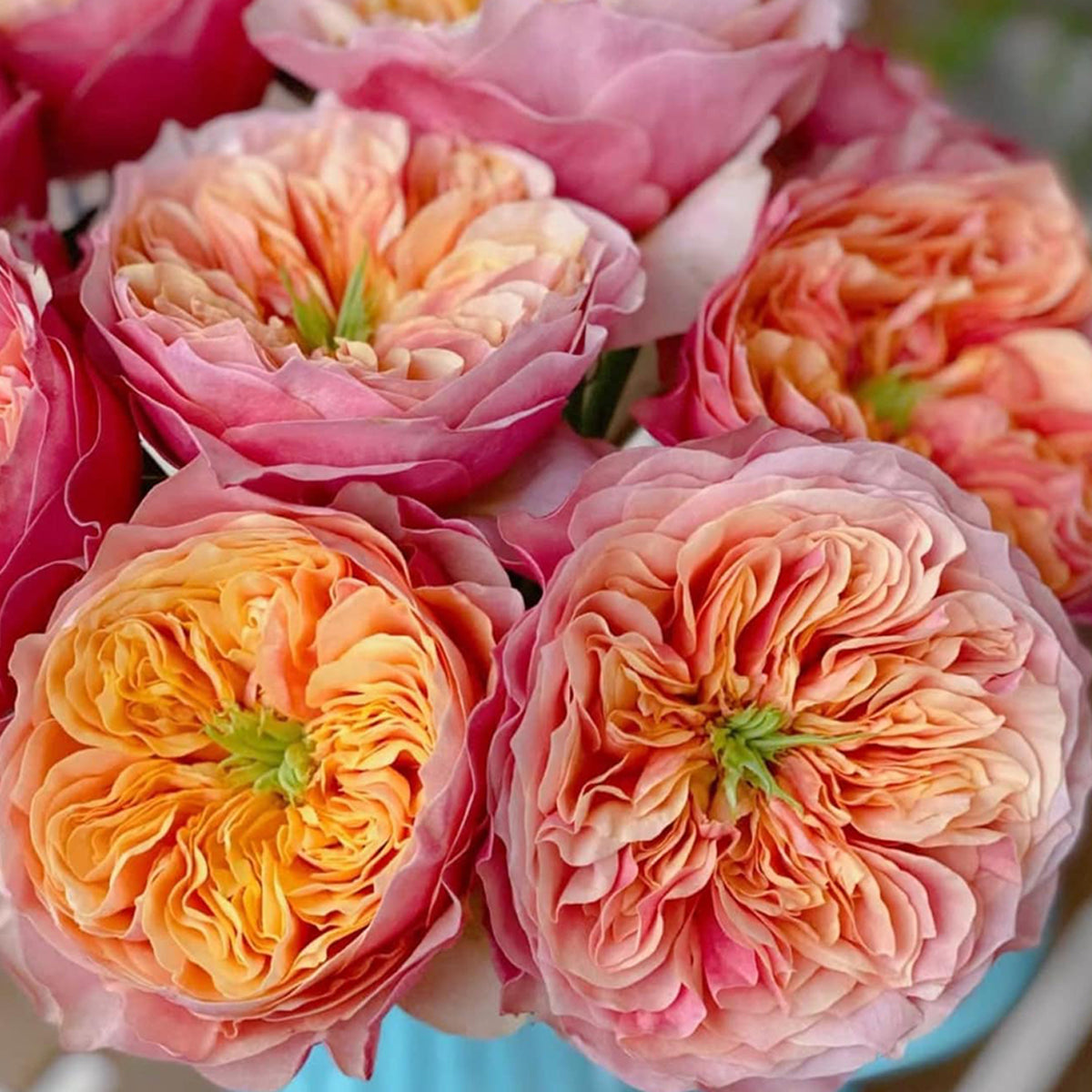 Dutch Florist Shrub Rose Inspired by Kensington Gardens