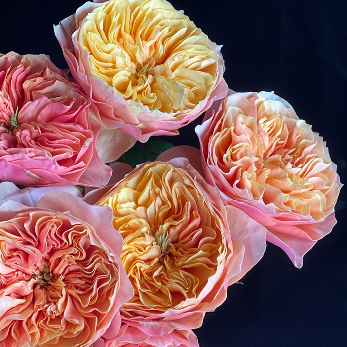 Dutch Florist Shrub Rose Inspired by Kensington Gardens
