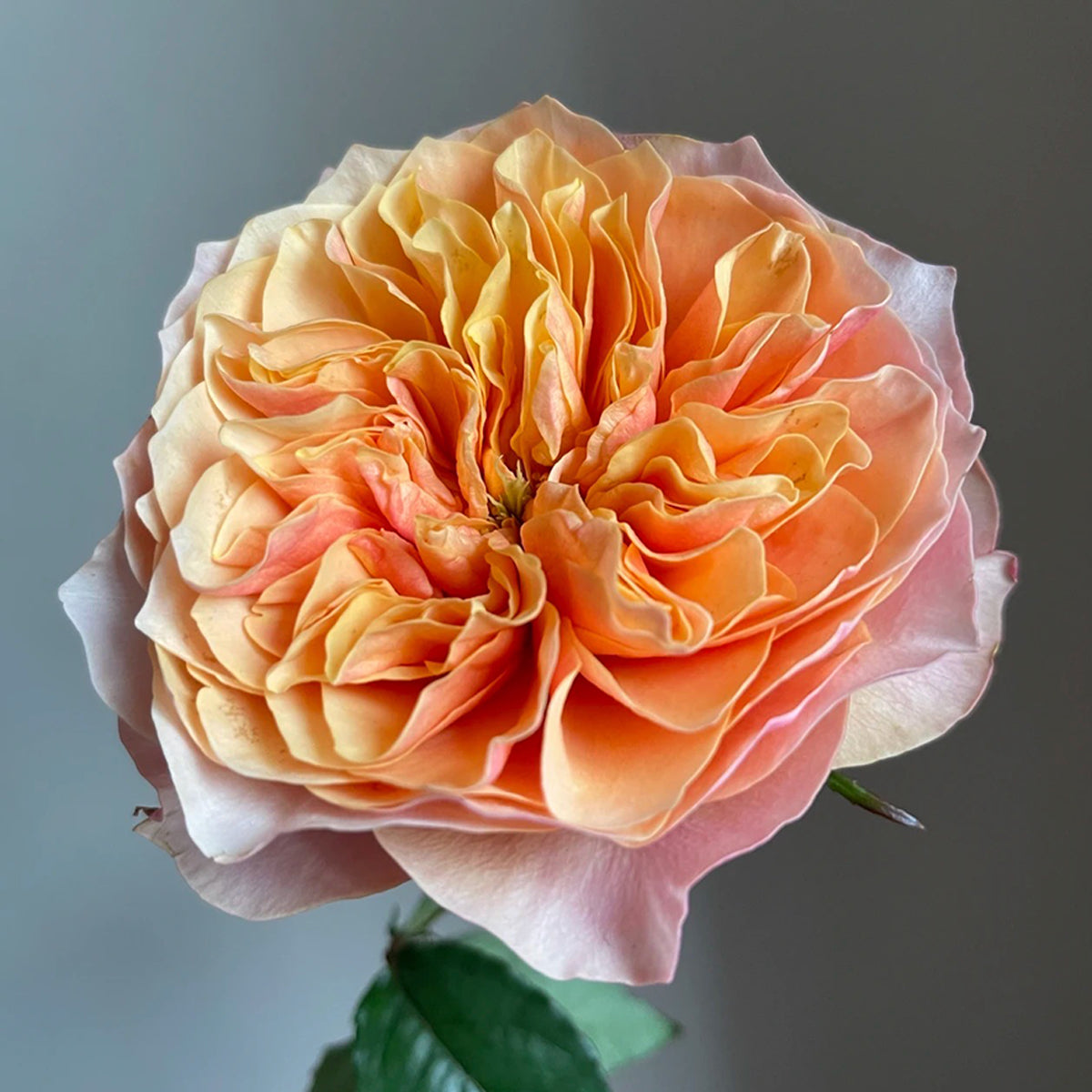 Dutch Florist Shrub Rose Inspired by Kensington Gardens