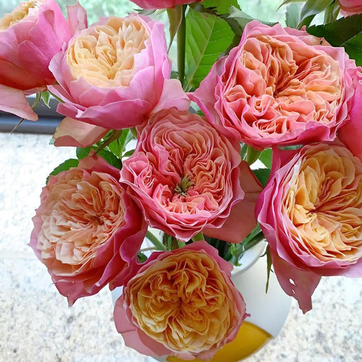 Dutch Florist Shrub Rose Inspired by Kensington Gardens