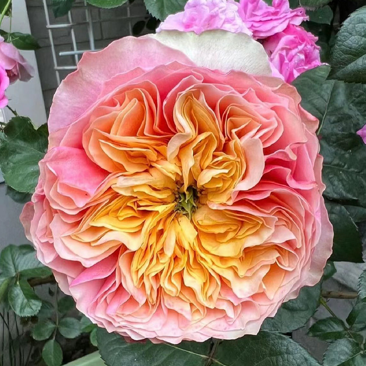 Dutch Florist Shrub Rose Inspired by Kensington Gardens