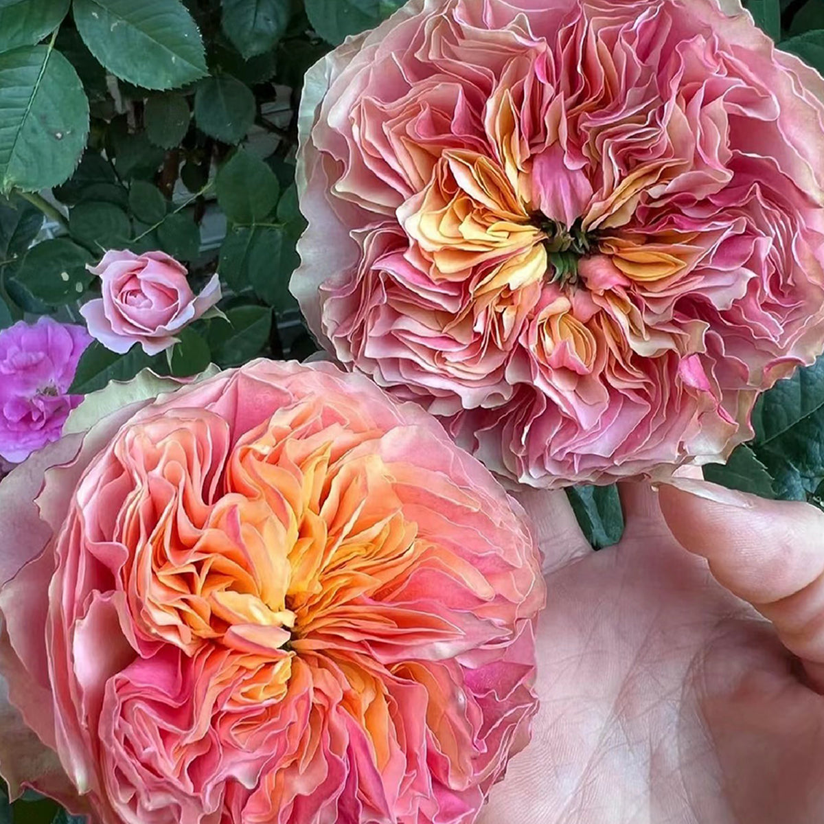 Dutch Florist Shrub Rose Inspired by Kensington Gardens