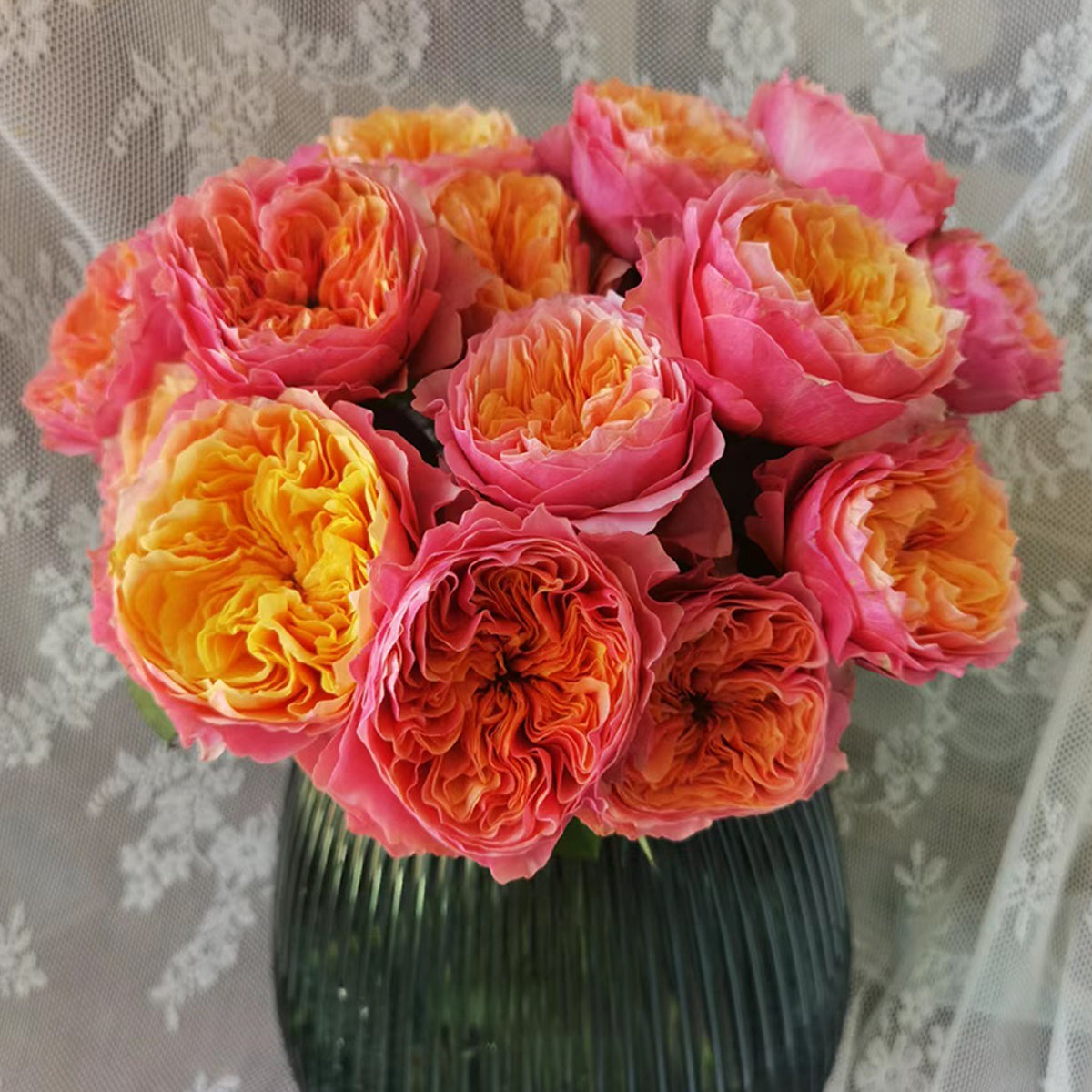 Dutch Florist Shrub Rose Inspired by Kensington Gardens