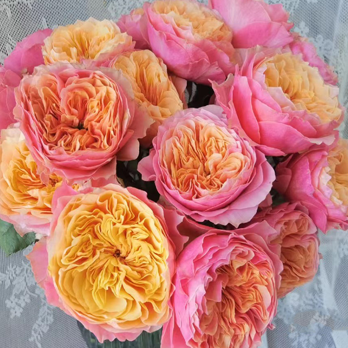 Dutch Florist Shrub Rose Inspired by Kensington Gardens